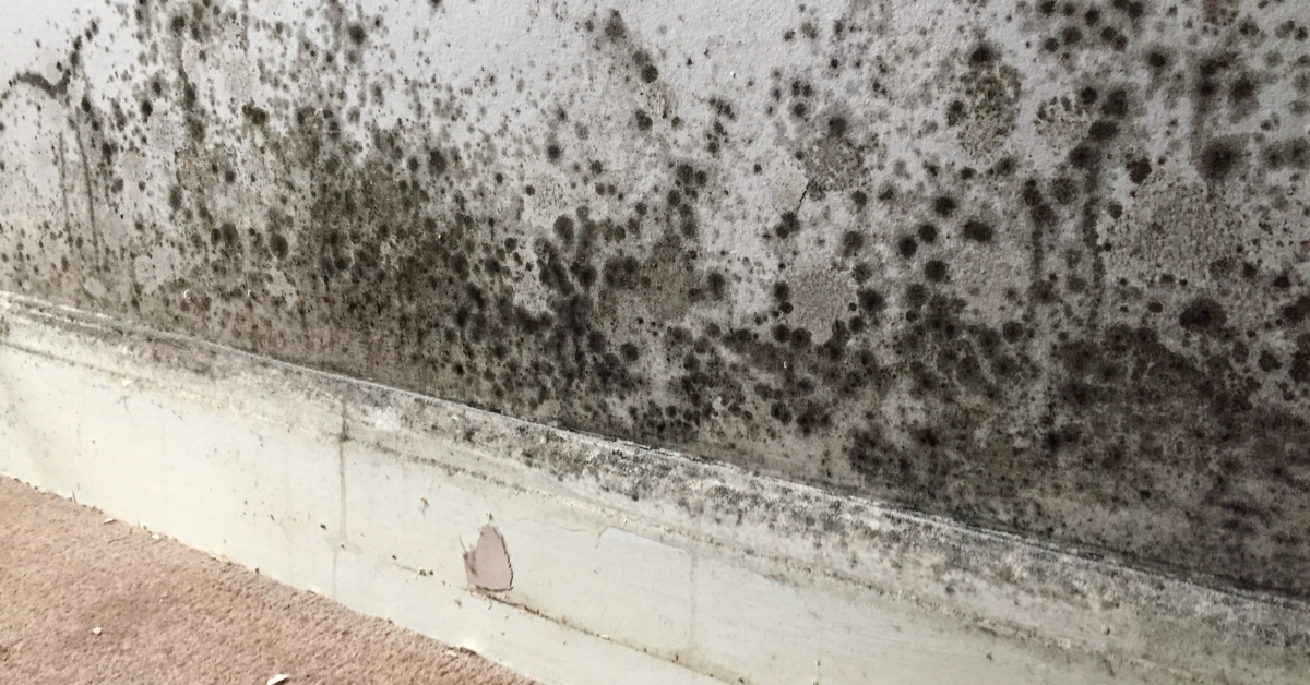 Damp, Mould, And Ventilation