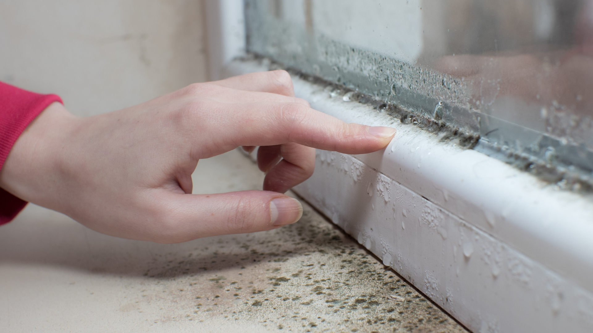 Damp And Mould Steps (1)