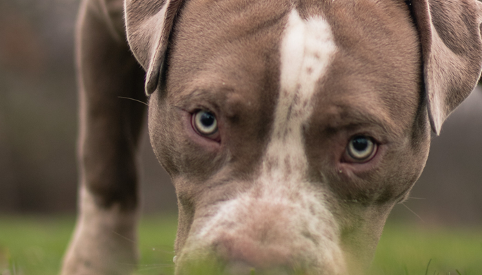 Do you own an XL Bully?
