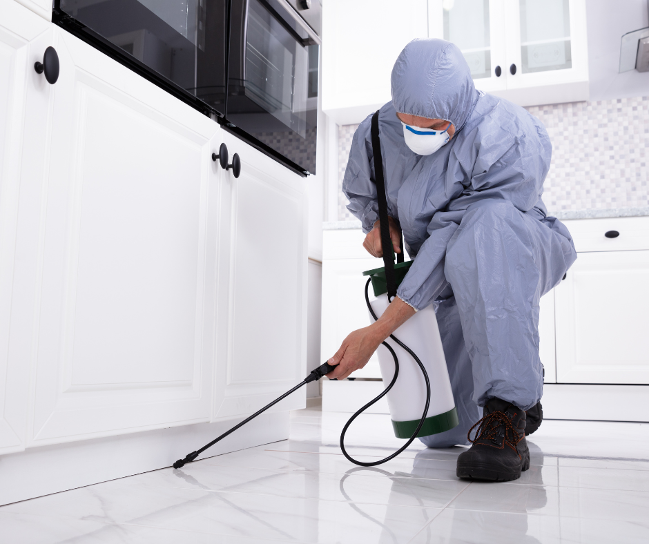 spraying against pests in a kitchen