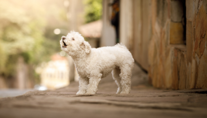 Cute dog barking