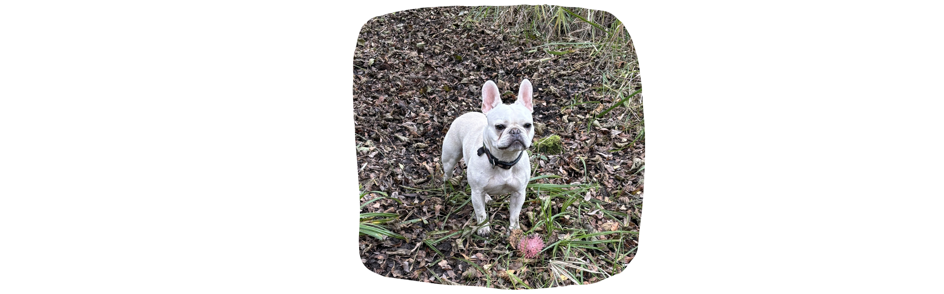 Small, white french bulldog on soil with small patches of grass